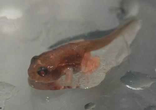 国产蝌蚪网,探索创新科技，引领未来生活新潮流  第3张