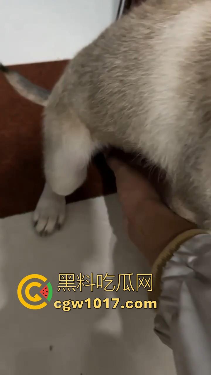 现在的人都这么阴到没边了吗？普通的帮男友打飞机不够刺激，现在流行帮狗打飞机了是吧，每天打几次狗也顶不住！  第6张