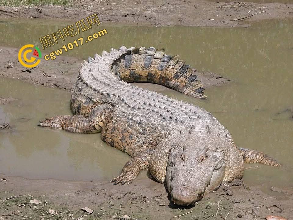 男子野泳惨遭鳄鱼袭击，身体被肆意撕裂，尸体血肉模糊，搜救队惊惧地目睹这惨绝人寰的一幕  第2张