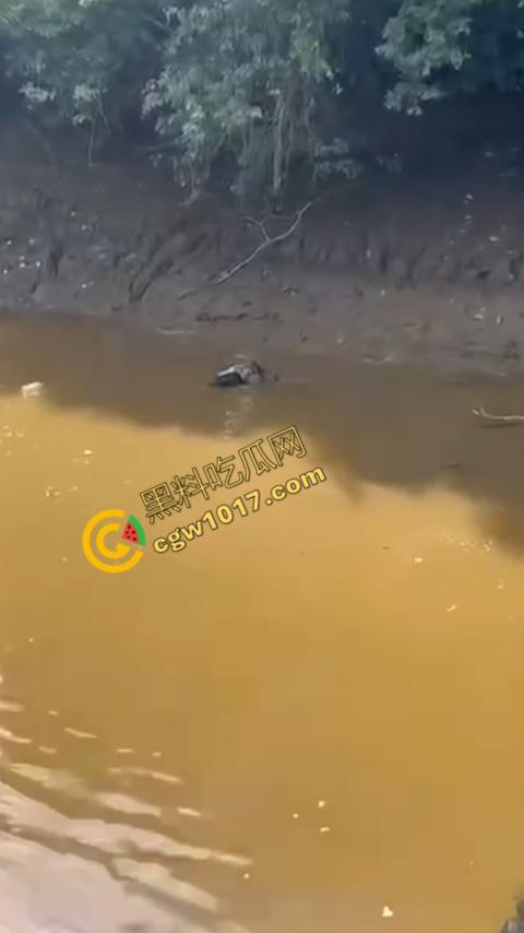 男子野泳惨遭鳄鱼袭击，身体被肆意撕裂，尸体血肉模糊，搜救队惊惧地目睹这惨绝人寰的一幕  第3张