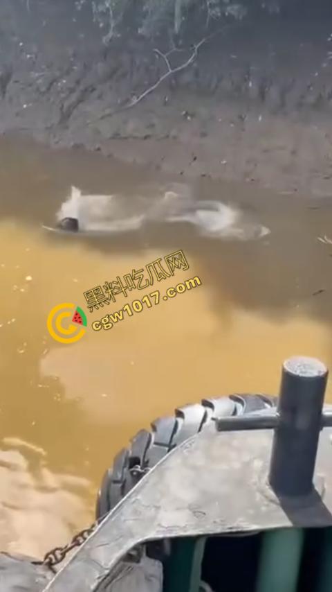 男子野泳惨遭鳄鱼袭击，身体被肆意撕裂，尸体血肉模糊，搜救队惊惧地目睹这惨绝人寰的一幕  第4张