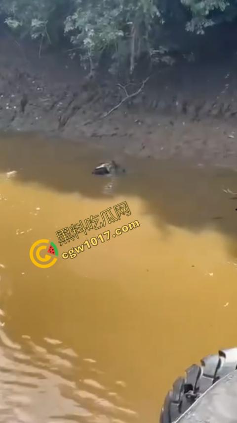 男子野泳惨遭鳄鱼袭击，身体被肆意撕裂，尸体血肉模糊，搜救队惊惧地目睹这惨绝人寰的一幕  第5张