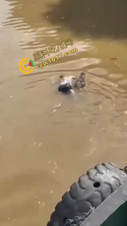 男子野泳惨遭鳄鱼袭击，身体被肆意撕裂，尸体血肉模糊，搜救队惊惧地目睹这惨绝人寰的一幕  第7张