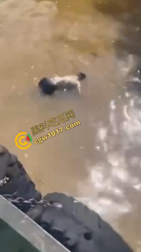 男子野泳惨遭鳄鱼袭击，身体被肆意撕裂，尸体血肉模糊，搜救队惊惧地目睹这惨绝人寰的一幕  第9张