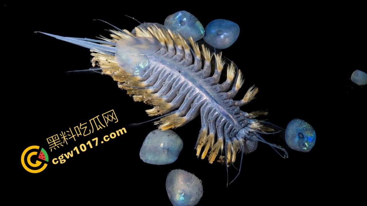 南极科考内部视频劲爆流出：30种未知致命生物！从“死亡之球”到“僵尸蠕虫”，史前病毒横行，足以令人毛骨悚然！  第4张