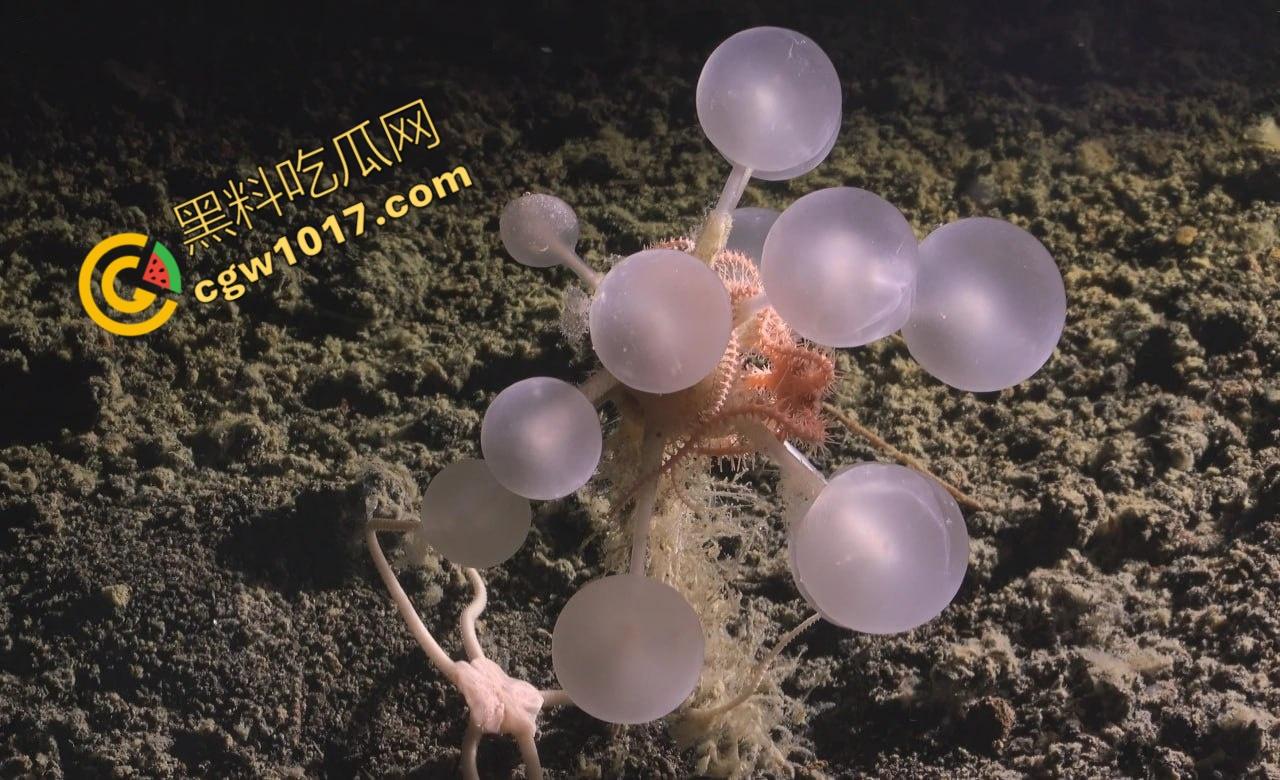 南极科考内部视频劲爆流出：30种未知致命生物！从“死亡之球”到“僵尸蠕虫”，史前病毒横行，足以令人毛骨悚然！  第6张