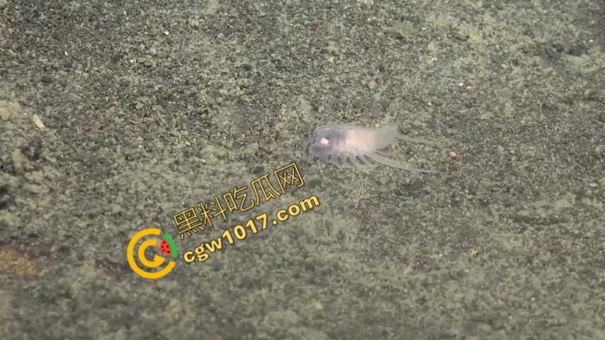 南极科考内部视频劲爆流出：30种未知致命生物！从“死亡之球”到“僵尸蠕虫”，史前病毒横行，足以令人毛骨悚然！  第8张