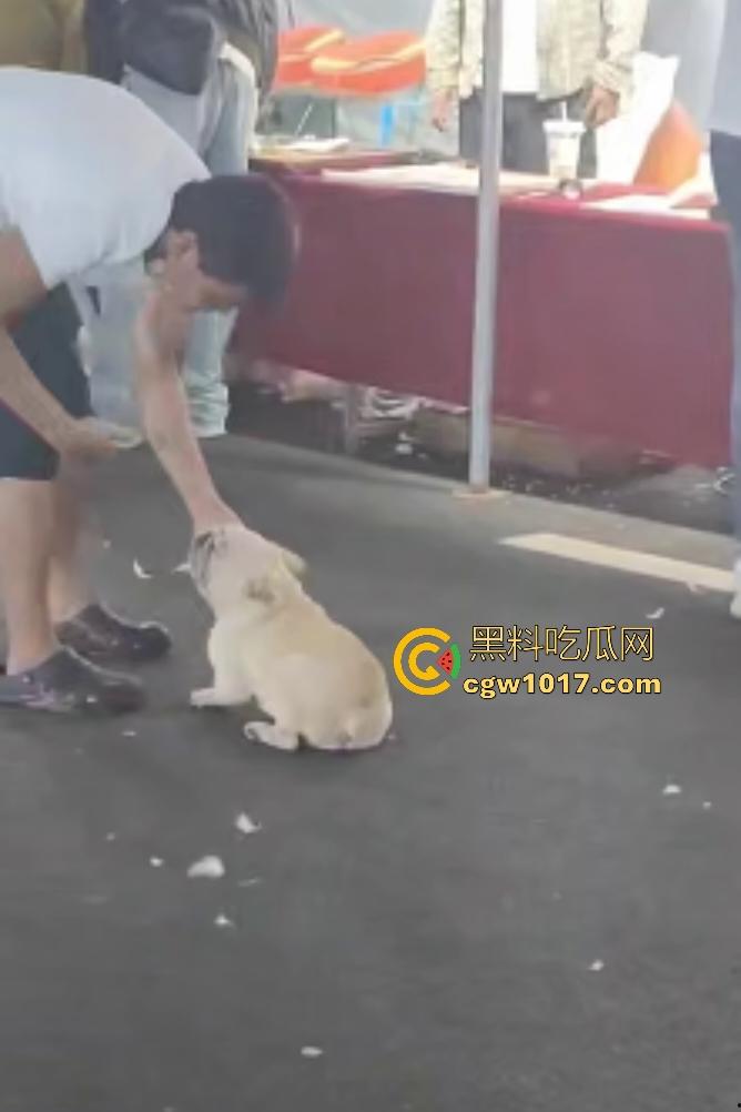 云南保山夜市法斗VS大鹅，狗子连咬两大鹅被主人扇巴掌，大鹅吓傻在原地趴窝，我宣布这法斗是动物界MMA传奇！  第2张