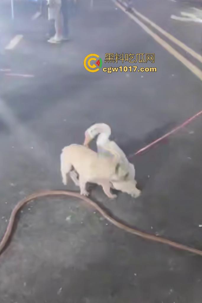 云南保山夜市法斗VS大鹅，狗子连咬两大鹅被主人扇巴掌，大鹅吓傻在原地趴窝，我宣布这法斗是动物界MMA传奇！  第4张