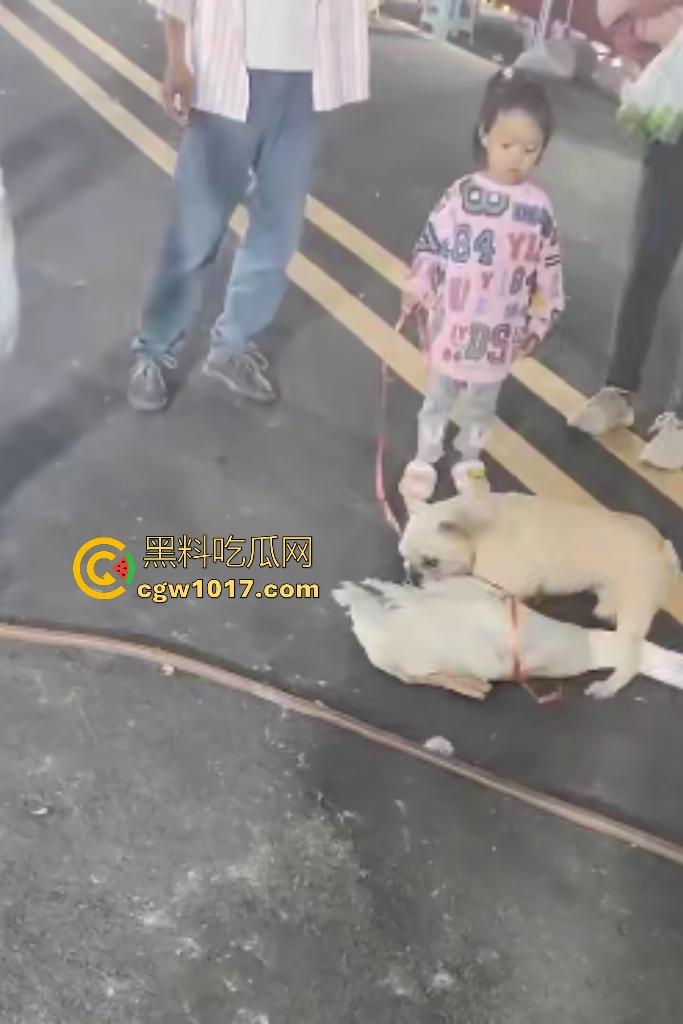 云南保山夜市法斗VS大鹅，狗子连咬两大鹅被主人扇巴掌，大鹅吓傻在原地趴窝，我宣布这法斗是动物界MMA传奇！  第5张