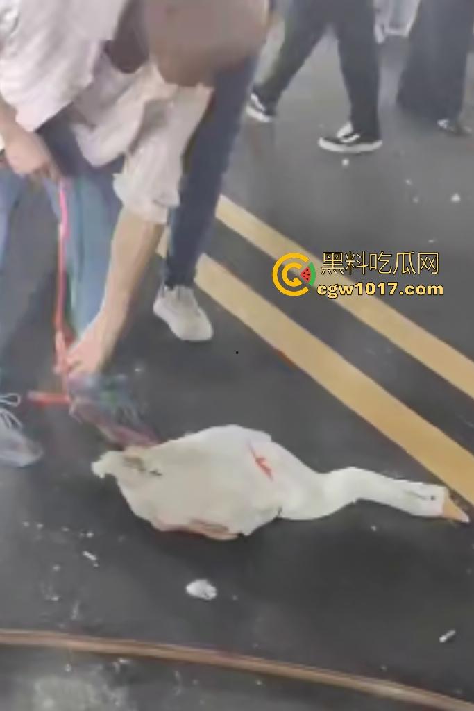 云南保山夜市法斗VS大鹅，狗子连咬两大鹅被主人扇巴掌，大鹅吓傻在原地趴窝，我宣布这法斗是动物界MMA传奇！  第7张