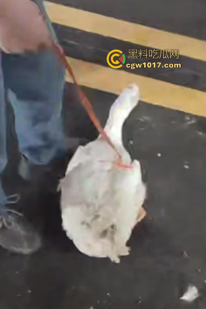云南保山夜市法斗VS大鹅，狗子连咬两大鹅被主人扇巴掌，大鹅吓傻在原地趴窝，我宣布这法斗是动物界MMA传奇！  第8张