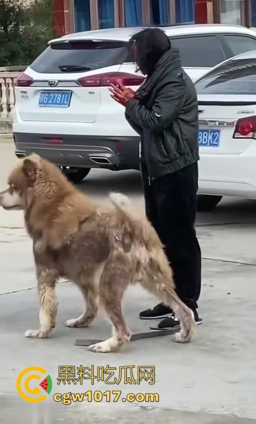 七年老狗反咬主人，不是虐待就突然发疯，满脸都是血，大型狗真恐怖，随后安排处死，这时候爱狗人士怎么不说话了！  第5张