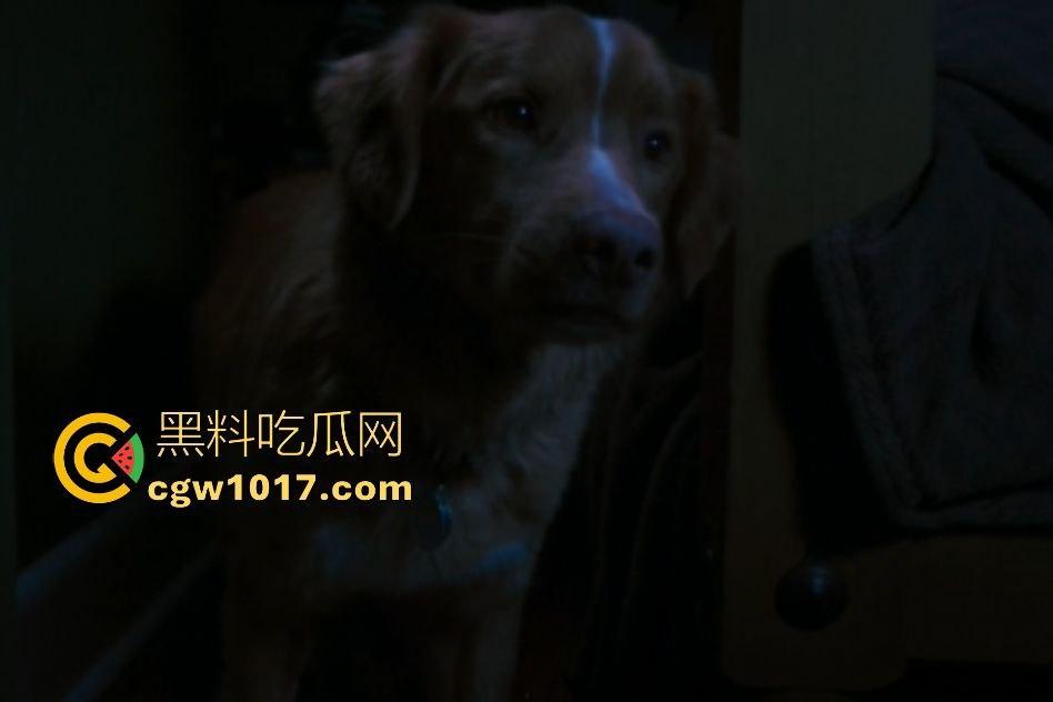 电影【好狗狗】，乡下老宅鬼影幢幢印第狂吠撕咬恶灵，邻居猎人装妖魔潜伏，忠犬搏命救主，真是条好狗狗！  第5张