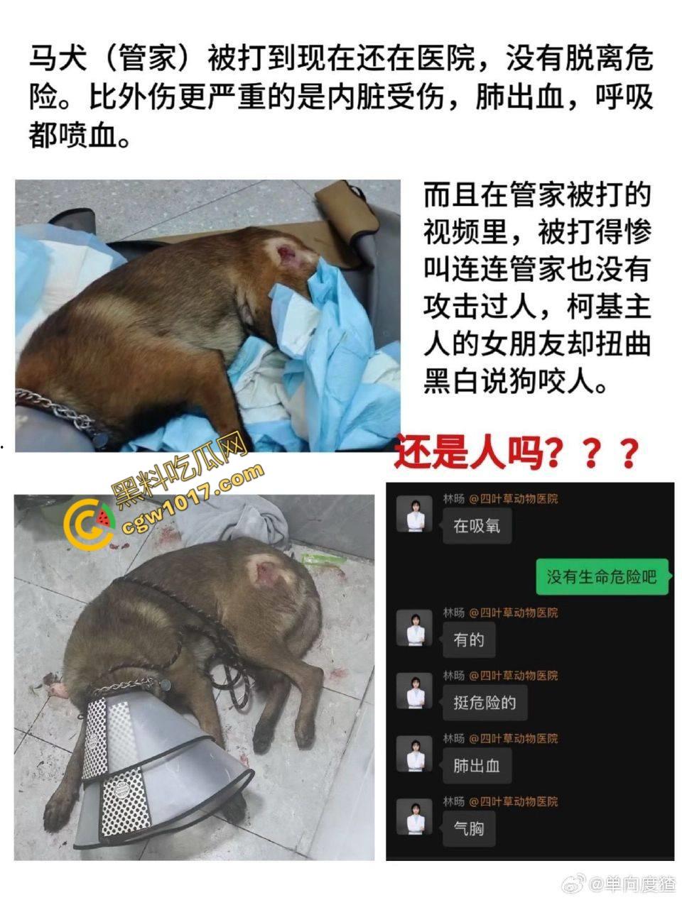 浙江狂暴男子街头暴力虐狗事件火遍全网：血腥场面令人震撼，马犬惨叫声震撼人心，引发全民怒吼！  第5张