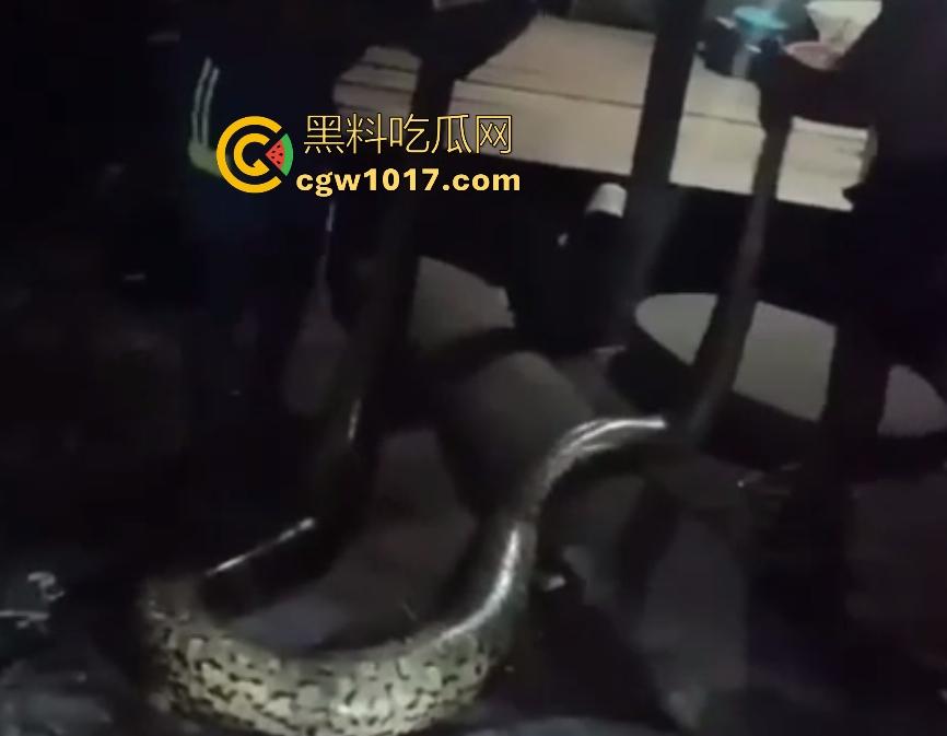 印度醉汉被巨蟒缠绕绞杀，骨骼咔咔断裂脸黑如炭，俩亲兄弟把蟒蛇抬走说喝点恒河水能活，这都黑了还能救？  第8张