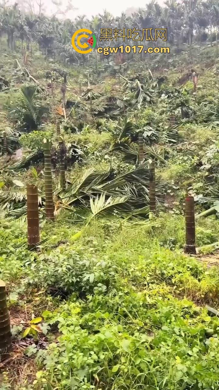 海南琼中爆发大规模群体抗争！因海南天然橡胶产业集团偷砍农民的槟榔田爆发，现场的农民们情绪机动！  第8张