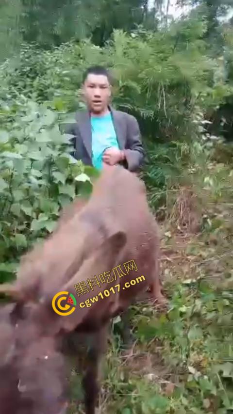 劲爆！国外男子大战骡子私拍震惊网络！阳光下奋力抽插，骡子吃草欢声不断，男子大屌进出嫩穴，友人拍摄更添刺激！  第10张