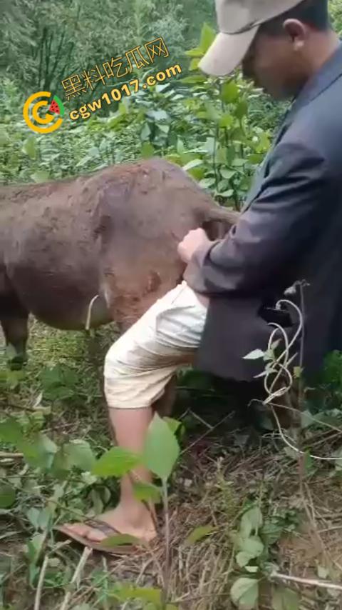 劲爆！国外男子大战骡子私拍震惊网络！阳光下奋力抽插，骡子吃草欢声不断，男子大屌进出嫩穴，友人拍摄更添刺激！  第1张