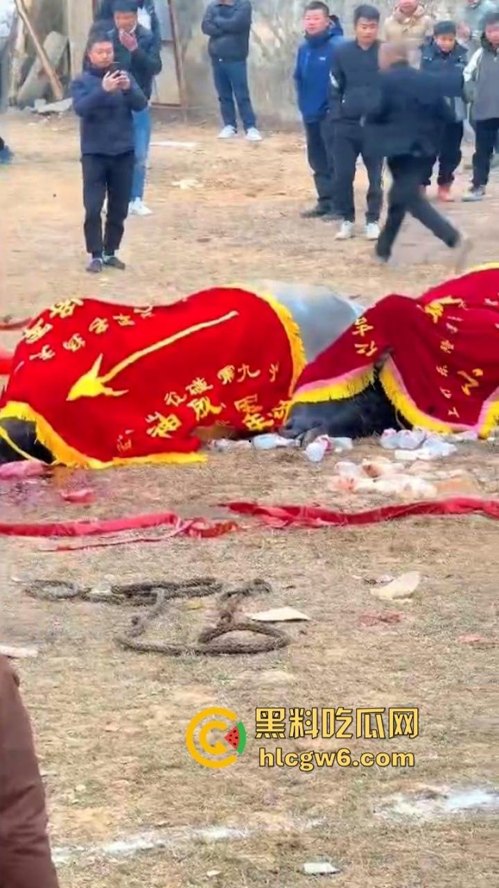 牛王陨落！贵州七十二寨斗牛王小山虎与神威大将军相撞同亡 残忍现场视频流出  第2张