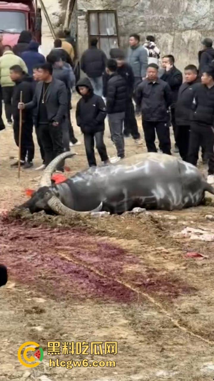 牛王陨落！贵州七十二寨斗牛王小山虎与神威大将军相撞同亡 残忍现场视频流出  第4张