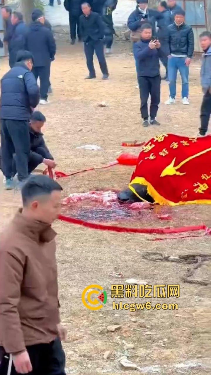 牛王陨落！贵州七十二寨斗牛王小山虎与神威大将军相撞同亡 残忍现场视频流出  第8张