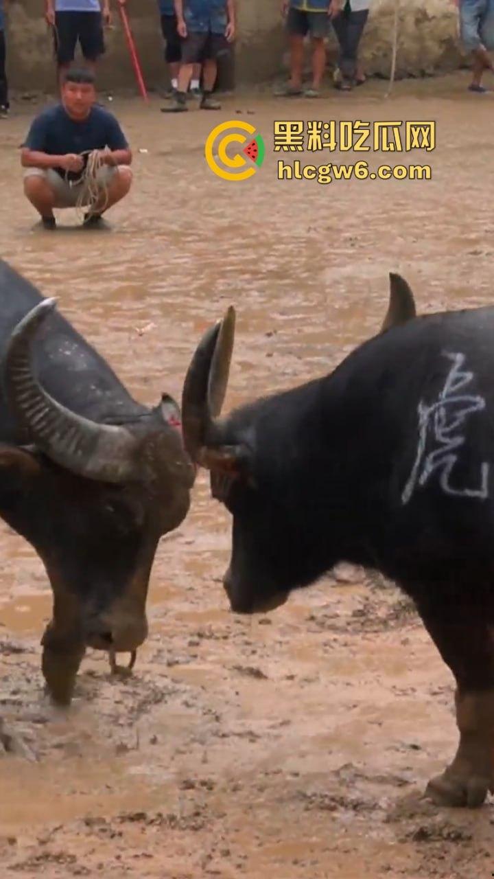 牛王陨落！贵州七十二寨斗牛王小山虎与神威大将军相撞同亡 残忍现场视频流出  第10张
