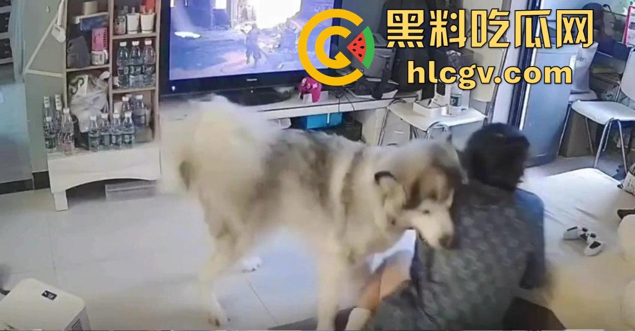 阿拉斯加趁女主人换手柄扑上去玩后入想日逼！妹子挣扎半天脱身，气得直发火！  第1张