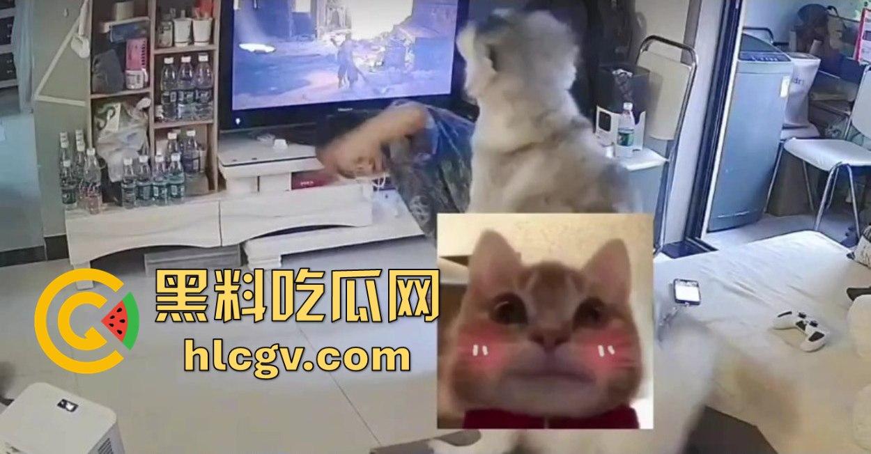 阿拉斯加趁女主人换手柄扑上去玩后入想日逼！妹子挣扎半天脱身，气得直发火！  第6张