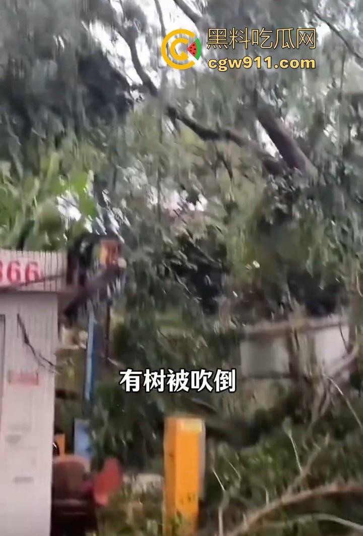 最强的超级台风【桦加沙】登陆阳江后的真实状况，到处都是被吹到的树玻璃，人类在大自然面前是多么渺小啊！  第7张