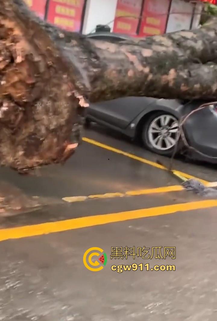 最强的超级台风【桦加沙】登陆阳江后的真实状况，到处都是被吹到的树玻璃，人类在大自然面前是多么渺小啊！  第10张